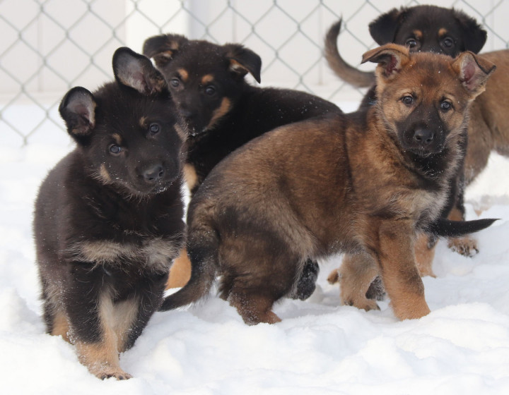 Four German shepherd puppies in the snow.